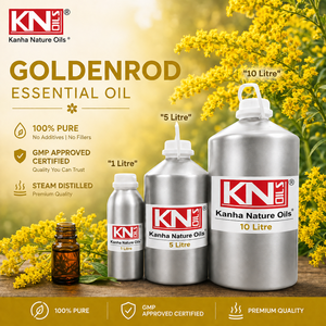 น้ำมันหอมระเหยโกลเด้นร็อดกลั่นด้วยไอน้ำ บริสุทธิ์ 100% เกรดพรีเมียม เป็นมิตรต่อสิ่งแวดล้อม ขายส่งจำนวนมาก ผู้ผลิต Solidago Canadensis - Product Image 3