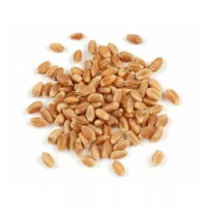 Grains de blé dur biologiques en vrac, graines séchées de haute qualité avec valeur nutritive complète pour l'exportation - Product Image 2