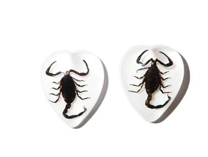 Scorpion noir, spécimen réel, cabochon en plastique, cœur 17x21 mm, fond plat blanc, pour artisanat et fabrication de bijoux - Product Image 3