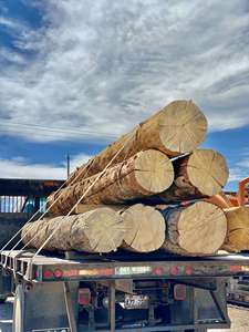 Venta Directa de Fábrica al Por Mayor a Precios Competitivos: Troncos de Haya, Troncos de Abeto Aserrado, Madera de Pino a Precios con Descuento - Product Image 1