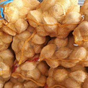 มะพร้าวสดกึ่งปอกเปลือก คุณภาพส่งออก สะอาด ปลอดภัย เหมาะสำหรับเตรียมอาหารและจัดแสดงขายปลีก คัดสรรจากแหล่งมะพร้าวคุณภาพ - Product Image 2