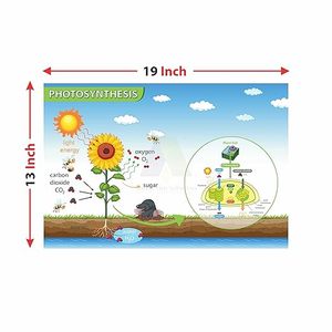 Anne Print Solutions® Photosynthesis <b>Poster</b> (Without Frame) For Hospital <b>Posters</b> | Nursing Home <b>Posters</b> Clinic <b>Posters</b> Pack Of 1 - Product Image 2