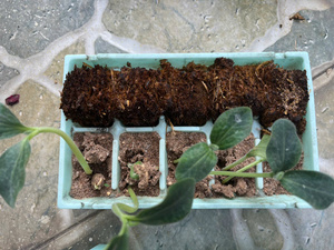 Cubes de paille de riz écologiques : le support ultime sans terre pour la culture de légumes - Product Image 3
