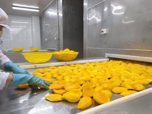 Top Premium Frozen Mango Slices IQF From Vietnam Best Selling Fruit - Product Image 3