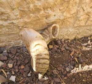 Shofar Trompeta Grande de Cuerno de Carnero de la India, Natural, 19-22 Pulgadas, Sonido Profundo - Product Image 4