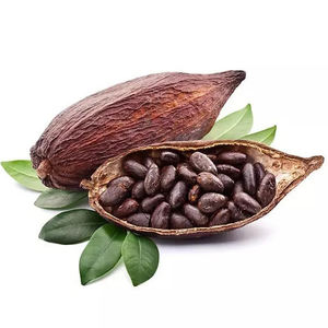 Venta al por mayor de granos de cacao de la mejor calidad a bajo precio - Product Image 1