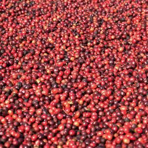 Grains de café entiers Spécialité Vietnam Arabica Grains de café verts Screen 18 Processus naturel au miel Approvisionnement en vrac - Product Image 1