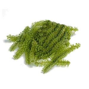 Caviar frais fiable de qualité constante provenant des régions de production aquacole les plus importantes au monde - Product Image 5