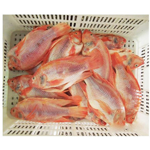 Tilapia Negra Congelada, Intera, Sin Escamas - Product Image 6