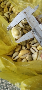 เปลือกหอยธรรมชาติหลากสี Cypraea Caputserpentis ขายส่งจำนวนมาก กำลังเป็นที่นิยม สำหรับของขวัญ ตกแต่งบ้าน ปี 2026 เวียดนาม - Product Image 5