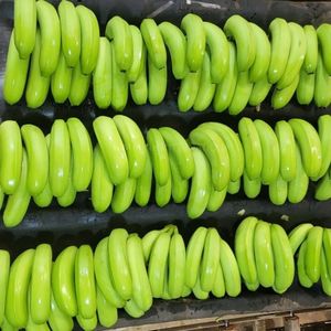 Bananes vertes vietnamiennes fraîches pour les importateurs - Product Image 6