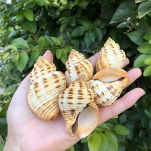 Coquillages marins pour la création d'objets artisanaux, coquillages de haute qualité, décorations pour aquariums et bacs à poissons. - Product Image 2