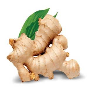Export Standard <b>Fresh</b> Ginger well handled and sorted <b>vegetable</b> suitable for large orders and food industry use - Product Image 5