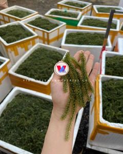 Algas marinas Sargassum Muticum secas premium de Vietnam |   Algas Marinas Naturales Marrones para Venta al por Mayor y Exportación |   Sra. Anna - Product Image 4