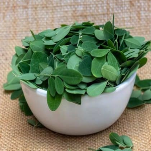 Poudre de feuilles de Moringa lyophilisée en gros au meilleur prix - Product Image 4