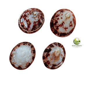 Pares de Conchas de Limpet Reales, Ecológicas, Pulimentadas, de Forma Ovalada, Tema de Hadas, Venta al por Mayor para Prendas de Moda - Product Image 2