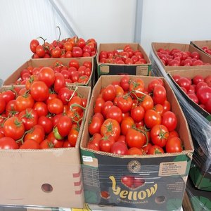 Tomates Rojos Frescos al por Mayor, Tomates Naturales y Saludables Cultivados en Granja para Procesamiento de Alimentos, Restaurantes, Exportación al por Mayor - Product Image 1