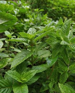 Poudre de gelée d'herbe noire la plus vendue – Gelée instantanée aux herbes de qualité supérieure pour desserts asiatiques et boissons Bubble Tea - Product Image 3