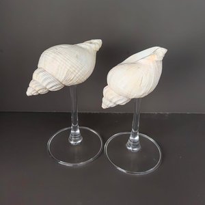 Vasos de cóctel con conchas marinas para decoración de bodas, buen precio, para eventos y fiestas. - Product Image 2