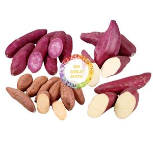 Wholesale Price Frozen Sweet Potato Slices Round Cut Nutritious for Japan Retail Market Direct Factory Source Low Cost - Product Image 3