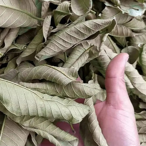 ชาใบฝรั่งเวียดนามคุณภาพสูง 100% ธรรมชาติ ช่วยลดน้ำหนัก ต้านเชื้อแบคทีเรีย บรรจุถุง PP 40 กก. อายุการเก็บรักษา 24 เดือน สำหรับส่งออก - Product Image 5