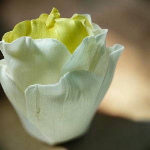 VADEE SOLA WOOD FLOWER SET 02 Diffuseur Lotus Océanique 6.5CM Couleur Jaune Doux Bâtonnets en Fibre de Plante de Sesbania Aromathérapie Faits à la Main - Product Image 5