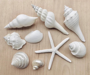เปลือกหอยรวมหลายชนิด สำหรับตกแต่งบ้าน งานฝีมือ DIY สไตล์ชายหาด คุณภาพส่งออก - Product Image 3