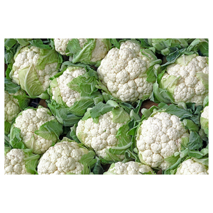 Coliflor fresca de primera calidad, vegetal fresco en venta - Product Image 3