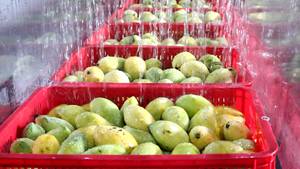 VINUT Boisson 1L Bouteille Concentré de Jus de Mangue 30% Jus Vietnam Service OEM ODM de l'usine - Product Image 4