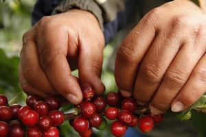 Café Molido Premium de Alta Calidad, 0.25 kg, Tueste Francés, Dalakon Bazan Robusta 15% Arábica 85% Líbérica, Sabor Amargo, Bolsa Vietnamita - Product Image 4