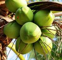 Nata de Coco aromatisée au Pandan, prête à consommer, végane et sûre, export Vietnam, prix compétitif, livraison mondiale, OEM ODM