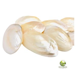 Bulk Natural Polished Pearl Shell Soap Dish Trinket Tray Beach Wedding Decoration Natural <b>MOP</b> Shell Candle Holder - Product Image 6