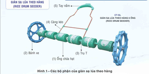 Semoir manuel à riz – Semoir à rangs pour l'agriculture, rendement élevé et faible perte de semences - Product Image 3