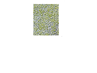 Poudre de chlorophylle, extrait végétal, superaliment vert naturel pour la détoxification, l'immunité, l'énergie et le soutien quotidien de la santé