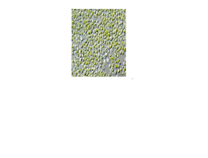 Polvo de Clorofila, Extracto de Planta, Superalimento Verde Natural para Desintoxicación, Inmunidad, Energía y Apoyo Diario a la Salud - Product Image 2