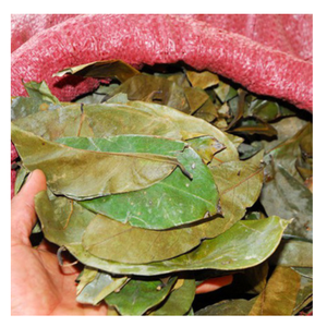 Hojas de Guanábana Secas de Alta Calidad para la Producción de Bolsitas de Té, Procesamiento de Bebidas Herbales y Suministro de Ingredientes Industriales - Product Image 1