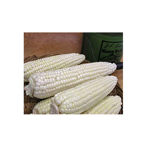 ข้าวโพดขาวบราซิลสำหรับส่งออก เมล็ดสะอาดเกรดพรีเมียมสำหรับผู้ซื้อระหว่างประเทศ - Product Image 3