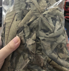 Hoja de Guayaba Seca Natural, Cosechada en Vietnam, Apta para Infusiones Concentradas y Aplicaciones Culinarias Distintivas - Product Image 5