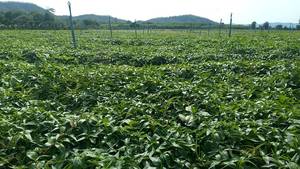 ยี่ห้อ kmp แอนโดรกราฟิโลไลด์ผงสกัดสมุนไพรเกรด1% คุณภาพสูงแอนโดรแกรปฟรุต paniculata จากการเพาะปลูกในประเทศไทย - Product Image 3