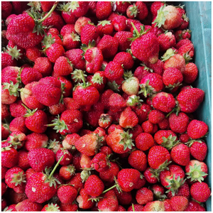 Fraises entières surgelées de qualité supérieure, personnalisées, 500 g, fruits de fraises lyophilisés - Product Image 6
