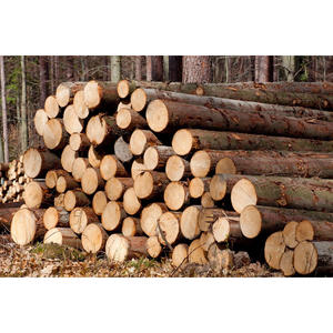 Troncos de Madera Blanda de Alta Calidad, Troncos Industriales, Madera Natural Ideal para Carpintería, Revestimiento y Aplicaciones Industriales - Product Image 2