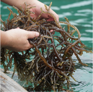 Factory Price Sun <b>Dried</b> Eucheuma Cottonii Seaweed Raw Seamoss Irish <b>Moss</b> Vietnam Origin Bulk Vacuum Bag Best Deal - Product Image 6