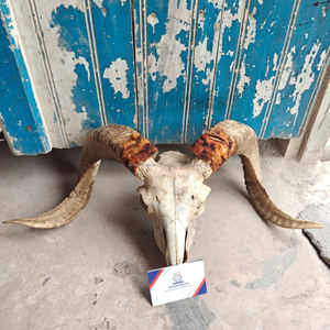 Shofar de Cuerno de Kudu Pulido de Sonido Profundo, Grande, de Israel, para Fiestas Bíblicas, Celebraciones Especiales, Adoración, Alabanza, Tierra Santa, Bíblico - Product Image 6