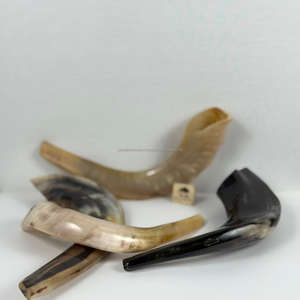 ชอฟาร์เยเมนีทำมือจำนวนมาก ทำจากเขาสัตว์ธรรมชาติ สำหรับเป่าในวันรอชฮาชานะ โคเชอร์ กูดู ราม  เป็นมิตรกับสิ่งแวดล้อม ขัดเงาด้วยเทคนิคพิเศษ - Product Image 6