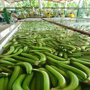Excellente banane Cavendish verte, fruit frais de qualité supérieure, offrant un goût exceptionnel, une qualité constante et des prix attractifs pour les acheteurs. - Product Image 1