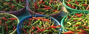 Chiles Verdes y Rojos en Polvo, 100% Puros, Orgánicos, Sin Pulir, de Primera Calidad, Marca Paras, Proveedor de Especias de Exportación de la India, a Granel - Product Image 3
