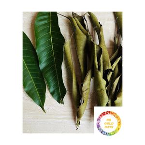 ใบมะม่วงอบแห้งธรรมชาติขายส่ง ใบมะม่วงอเนกประสงค์ ชาใบมะม่วงอบแห้งในเวียดนาม ขายส่งทั่วโลก ราคาถูก - Product Image 5