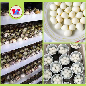 Huevos de Codorniz Enlatados al Vacío de Alta Calidad, Ecológicos, en Salmuera, Pelados, Listos para Comer, Ideales para Hotpot Asiático y Carnes Estofadas - Product Image 4