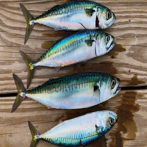 ปลาแมคเคอเรลคุณภาพพรีเมียม 100% สดใหม่ แช่แข็งแบบ BQF อุดมด้วยโอเมก้า 3 บรรจุภัณฑ์ขนาดใหญ่ แช่แข็งเพื่อรักษาเนื้อสัมผัสและรสชาติ - Product Image 5