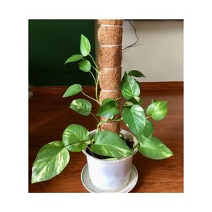 BEST SELLER Estaca de Fibra de Coco para Plantas Trepadoras, Soporte Vertical y Retención de Humedad, Hidratación de Raíces - Product Image 1